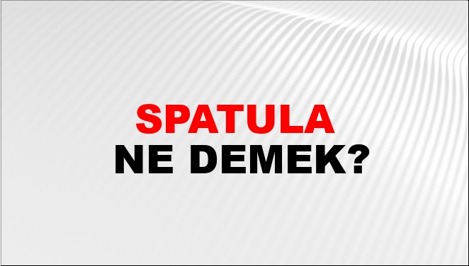 Spatula Ne Demek?